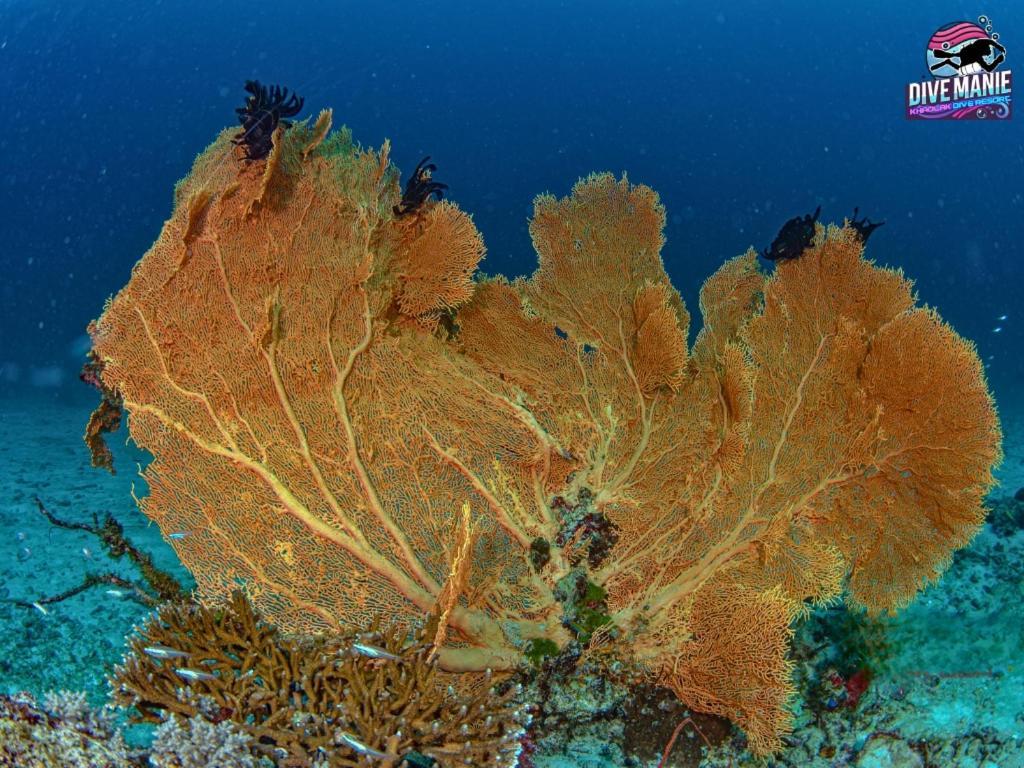 Khaolak Dive Resort Кхаулак Экстерьер фото